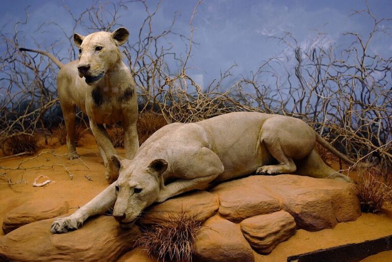 “Hayalet ve Karanlık: Tsavo’nun İnsan Yiyen Aslanları “
